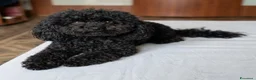 Barboncino cani in vendita: Vendita - Annuncio 3