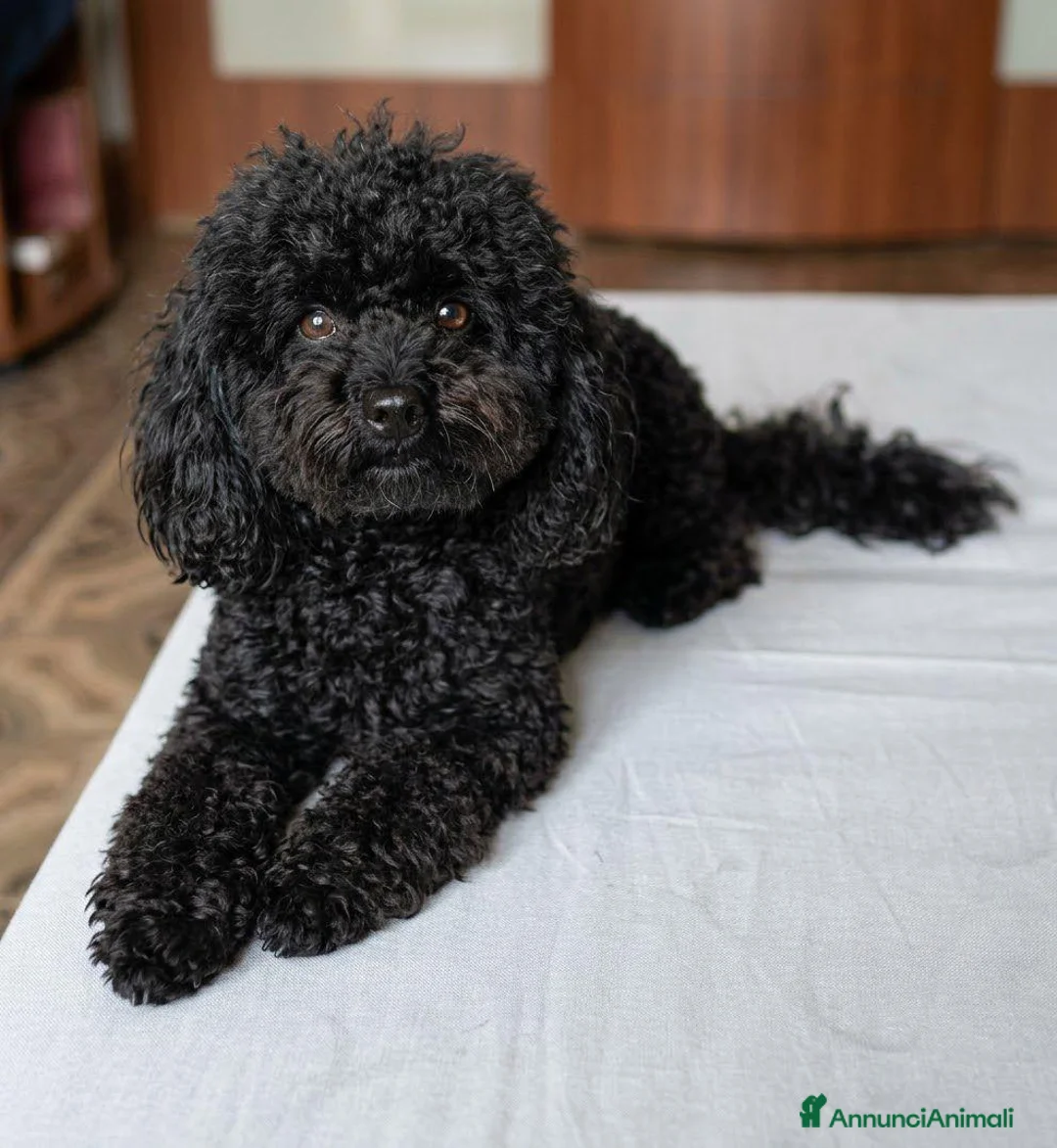 Barboncino cani in vendita: Vendita - Annuncio 3