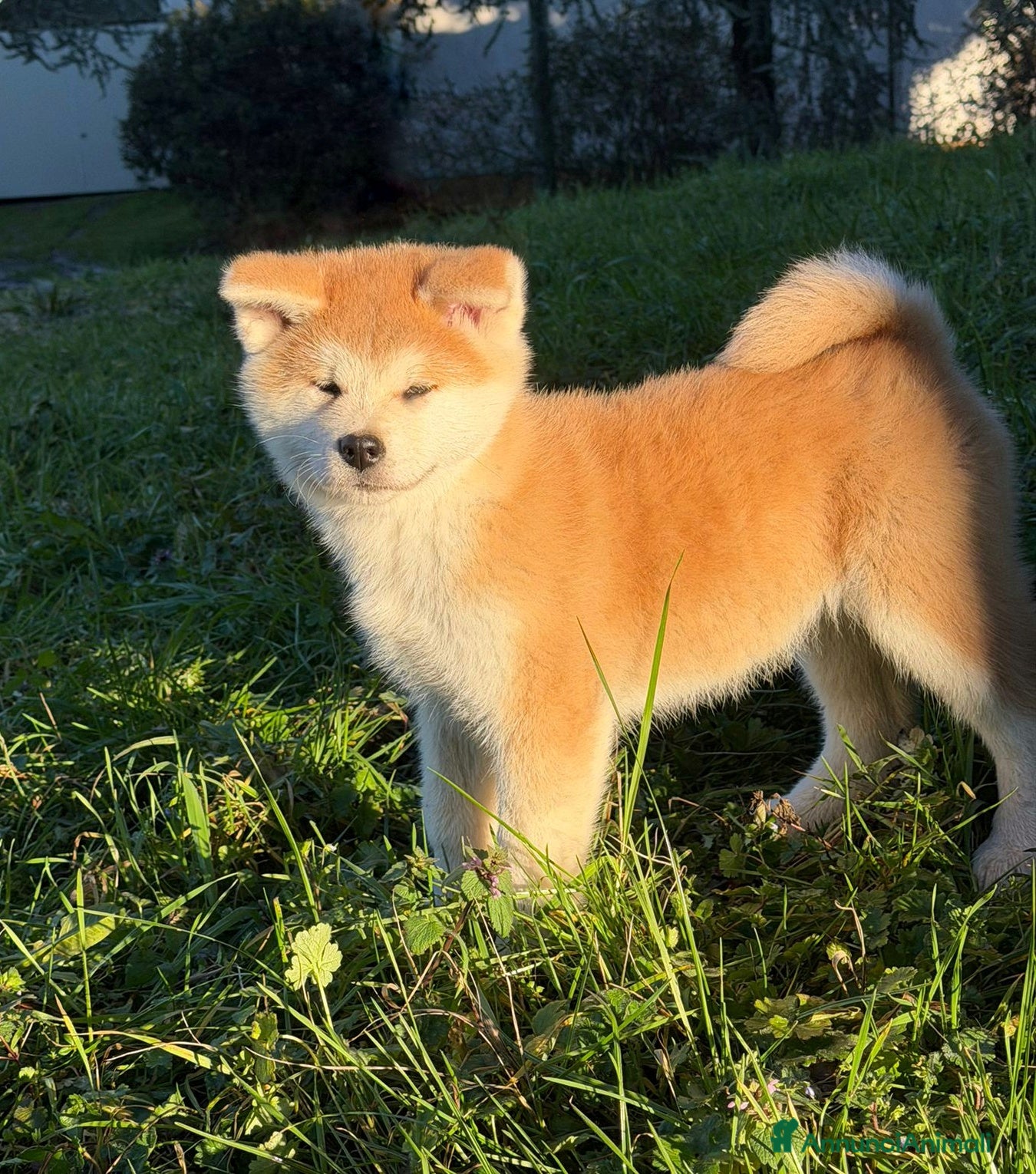 Akita Inu cani Cucciola Akita Inu  - Annuncio 1