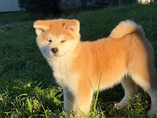 Akita Inu cani Cucciola Akita Inu - Annuncio 1