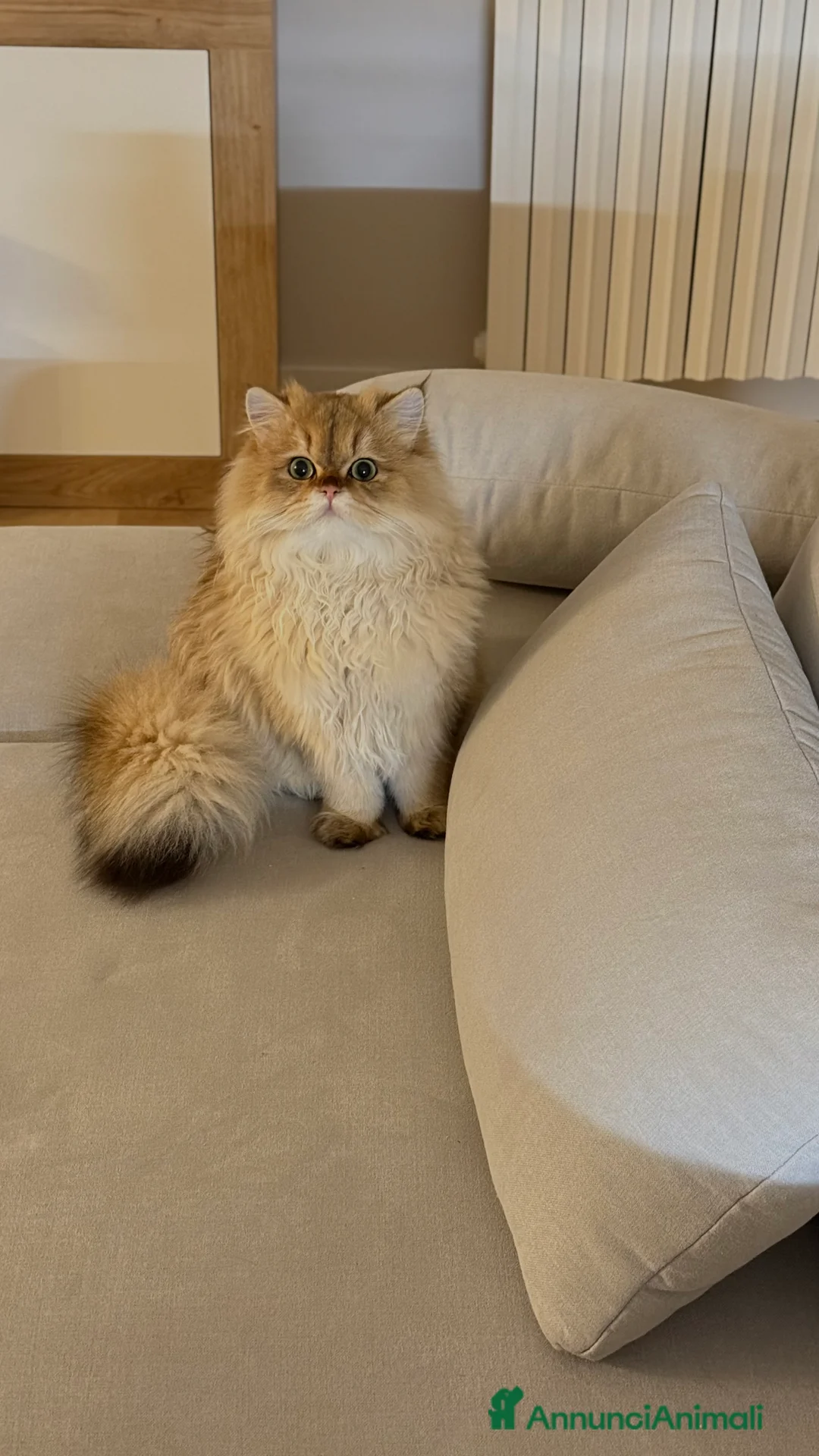 British gatti per accoppiamento: Mandarino George cerca fidanzata - Annuncio 2