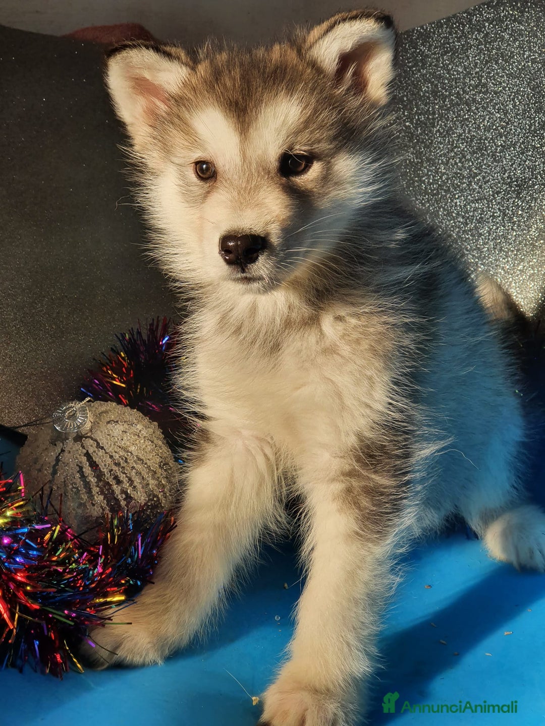 Alaskan Malamute cani in vendita: Alaskan Malamute cuccioli  - Annuncio 3