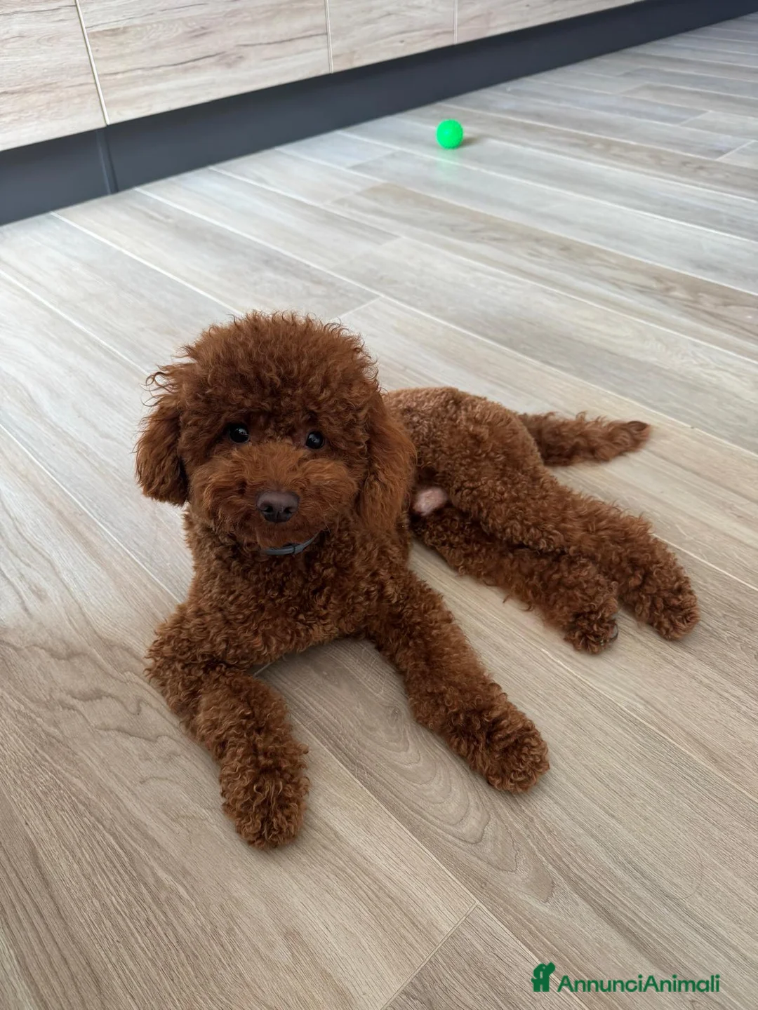 Barboncino Toy cani per accoppiamento: Barboncino toy red per monta  - Annuncio 1