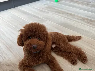 Barboncino Toy cani Barboncino toy red per monta - Annuncio 1