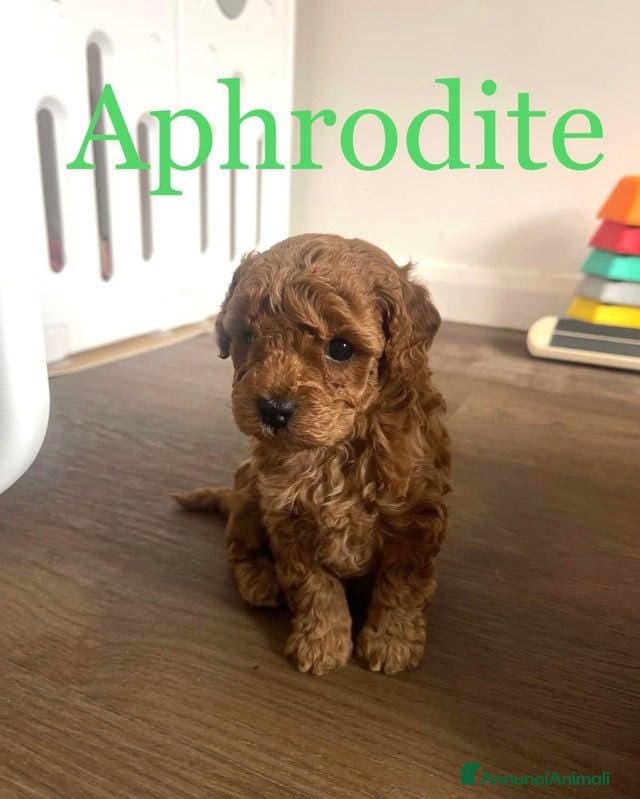 Barboncino Toy cani Tre adorabili barboncini toy - Annuncio 1