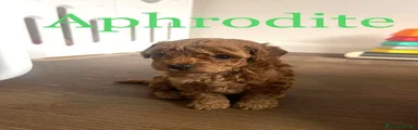 Aphrodite 
