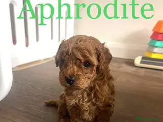 Barboncino Toy cani Tre adorabili barboncini toy - Annuncio 26