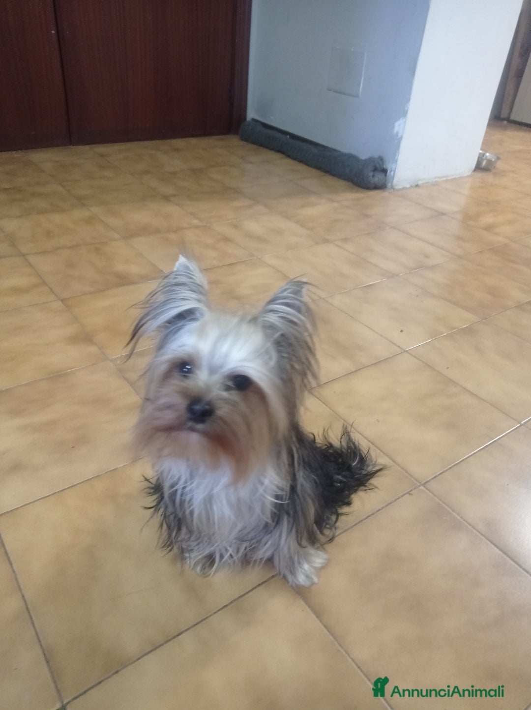 Yorkshire cani per accoppiamento: Cerco compagna  - Annuncio 6