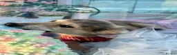 Meticcio cani in regalo: 3cuccioli 5mesi tg media contenuta.SOS BARI - Annuncio 7
