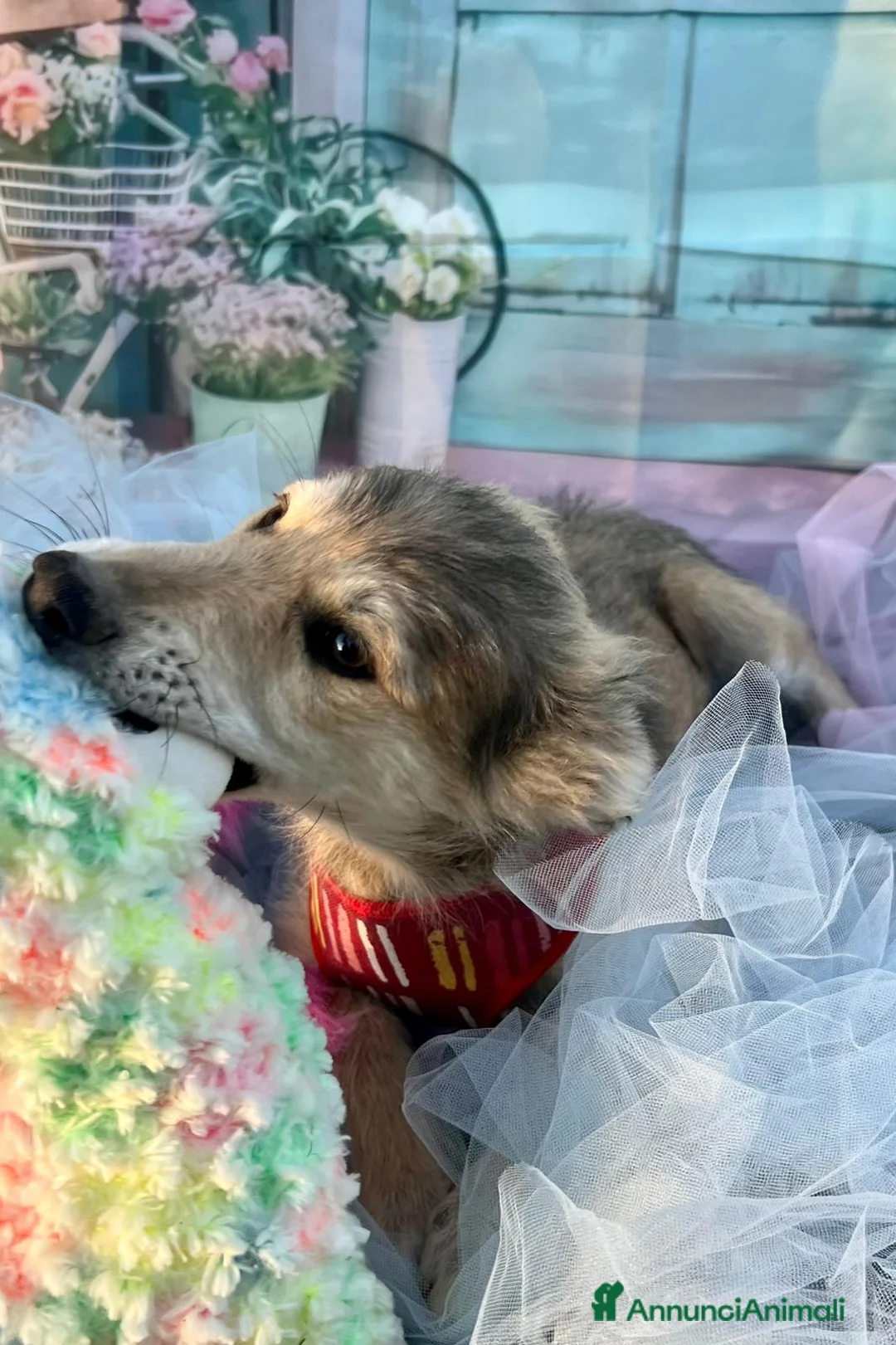 Meticcio cani in regalo: 3cuccioli 5mesi tg media contenuta.SOS BARI - Annuncio 7