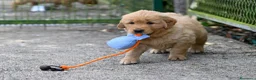 Golden Retriever cani in vendita: Allevamento professionale  cucciolata inglese - Annuncio 24