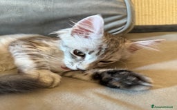 Maine Coon gatti in vendita: Dolcissima gattina Maine coon  a Città metropolitana di Roma Capitale - Immagine 3