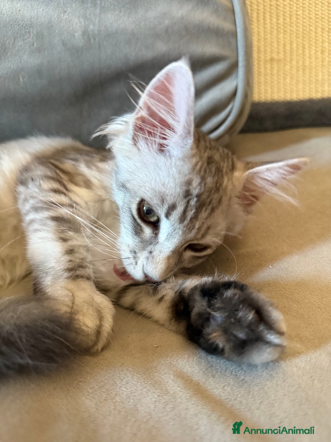 Maine Coon gatti in vendita: Dolcissima gattina Maine coon  a Città metropolitana di Roma Capitale - Immagine 3