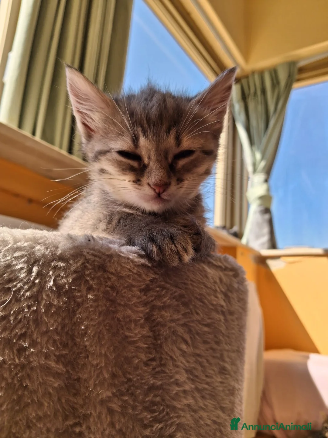 Meticcio gatti in regalo: Maya e i suoi piccoli  - Annuncio 6