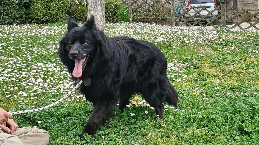 Meticcio cani in regalo: NOE' FINO AL TUO ULTIMO RESPIRO NON CI ARRENDIAMO - Annuncio 2