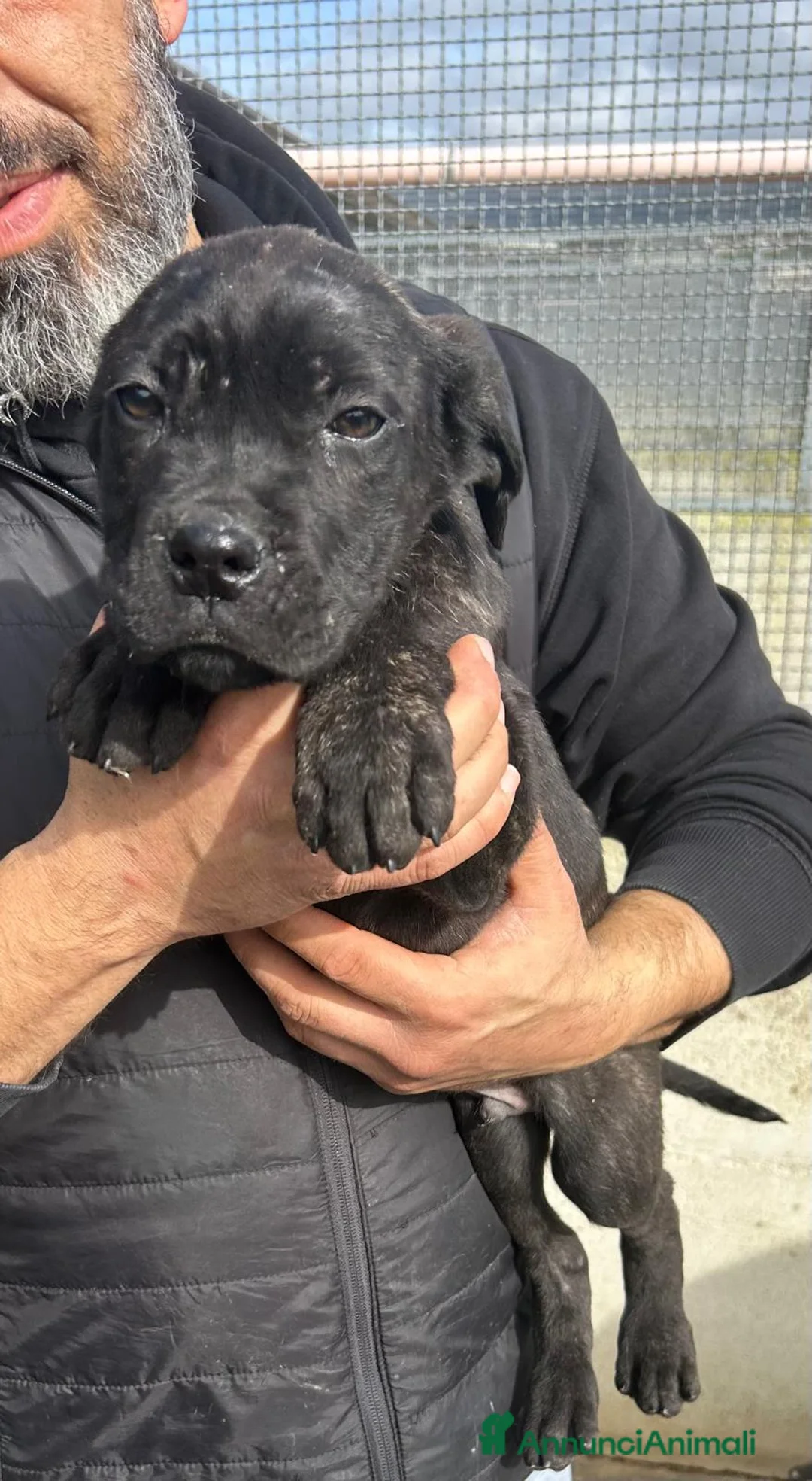 Altre razze cani in regalo: NINO LILLA GASPARE - Annuncio 3