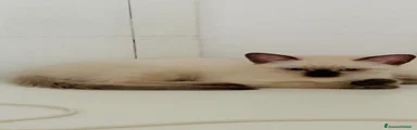Thai 3