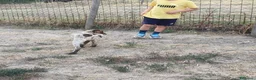 Meticcio cani in vendita: Cuccioli di 3 mesi di bracco pointer - Annuncio 6