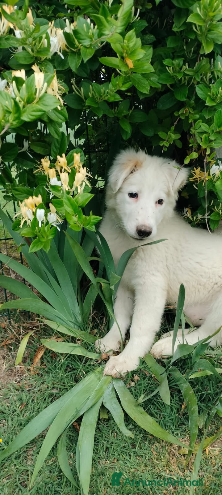 Meticcio cani Apple - Annuncio 7