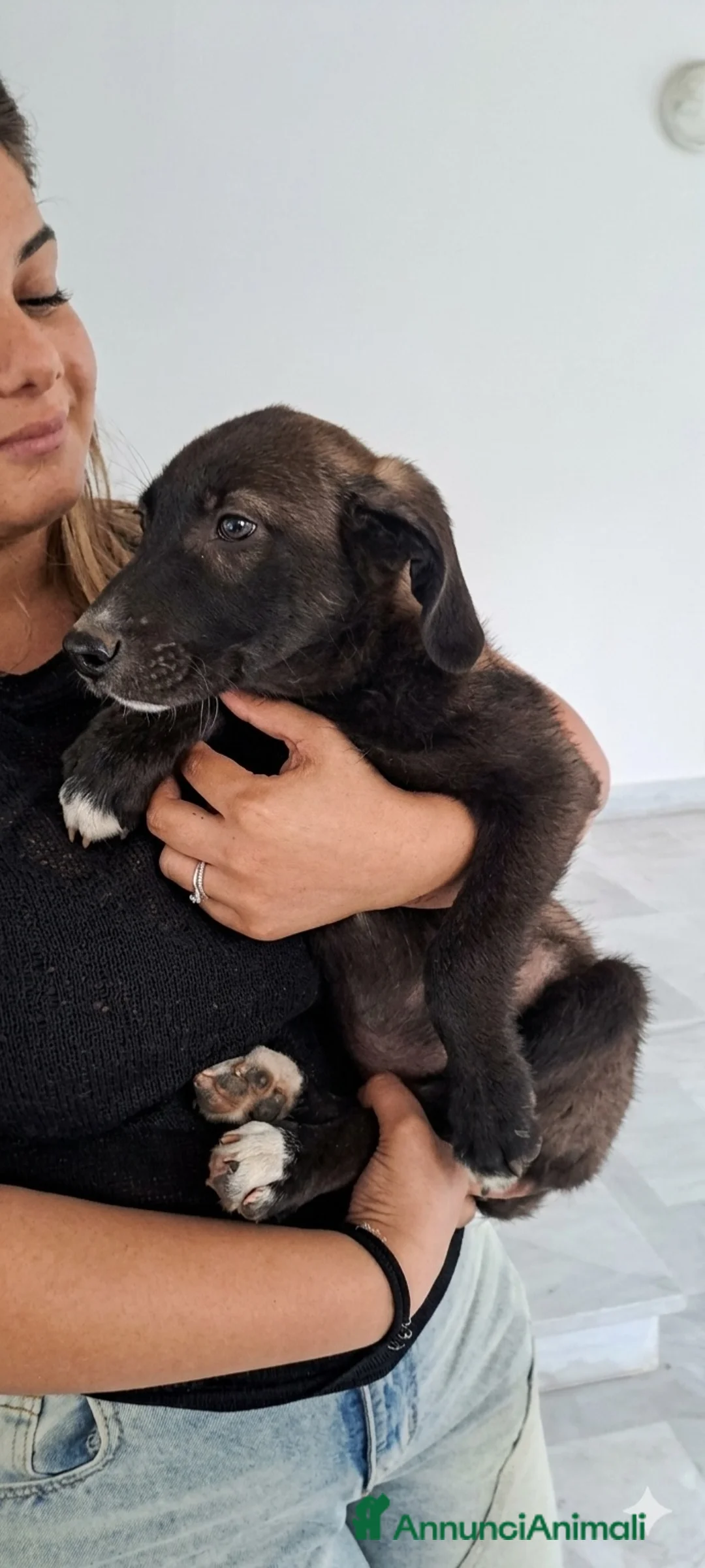 Meticcio cani in regalo: Sanji  - Annuncio 7