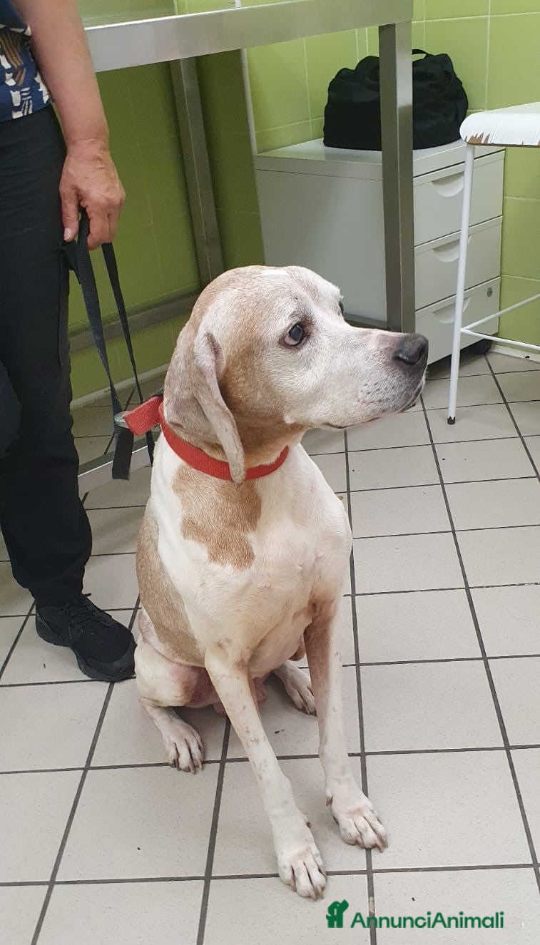 Pointer cani VENTO un tesoro tutte coccole a Pomezia - Annuncio 2