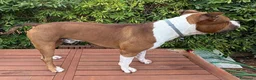American Staffordshire cani per accoppiamento: Disponibile Monta Amstaf a Città metropolitana di Palermo - Annuncio 4