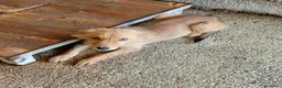 Meticcio cani in regalo: Vasco  - Annuncio 4