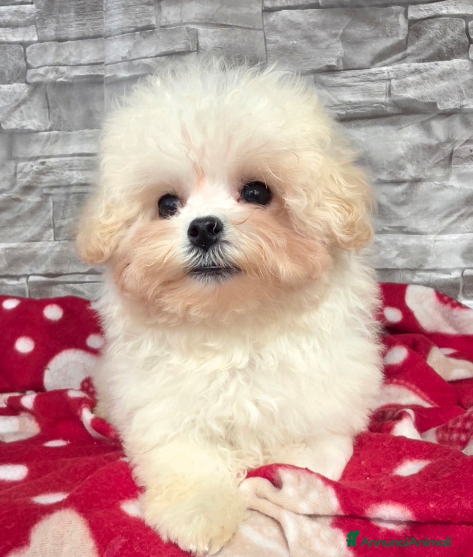 Meticcio cani Maltipoo  - Annuncio 1