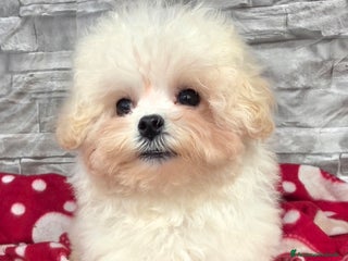 Meticcio cani Maltipoo - Annuncio 1
