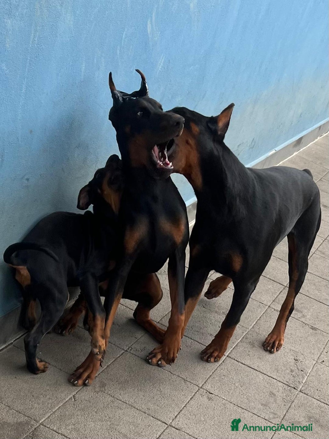 Dobermann cani in vendita: cucciolo doberman in vendita messina - Annuncio 10