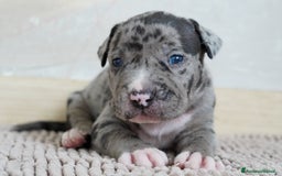 American Bully cani in vendita: Cuccioli American Bully XXL  a Provincia di Lecco - Immagine 8