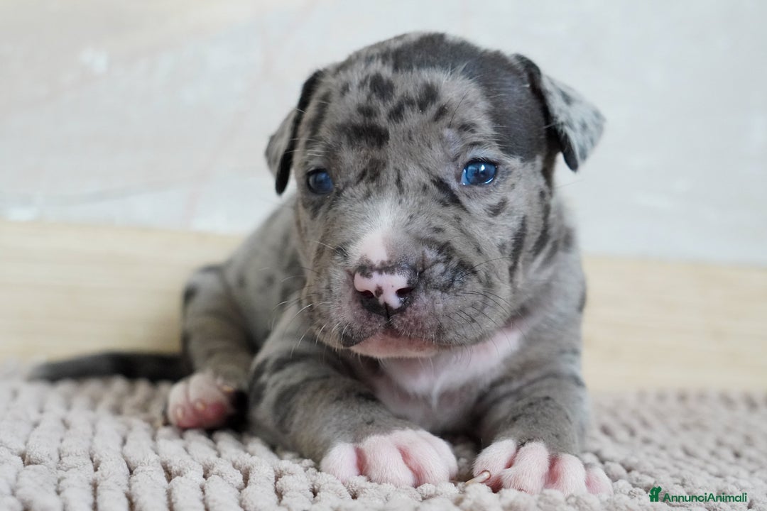 American Bully cani in vendita: Cuccioli American Bully XXL  a Provincia di Lecco - Immagine 8