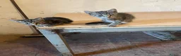 Altre razze gatti in regalo: CERCANO CASA 🏡 a Provincia di Ancona - Annuncio 2