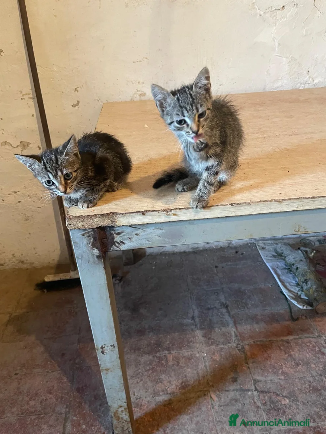 Altre razze gatti in regalo: CERCANO CASA 🏡 a Provincia di Ancona - Annuncio 2