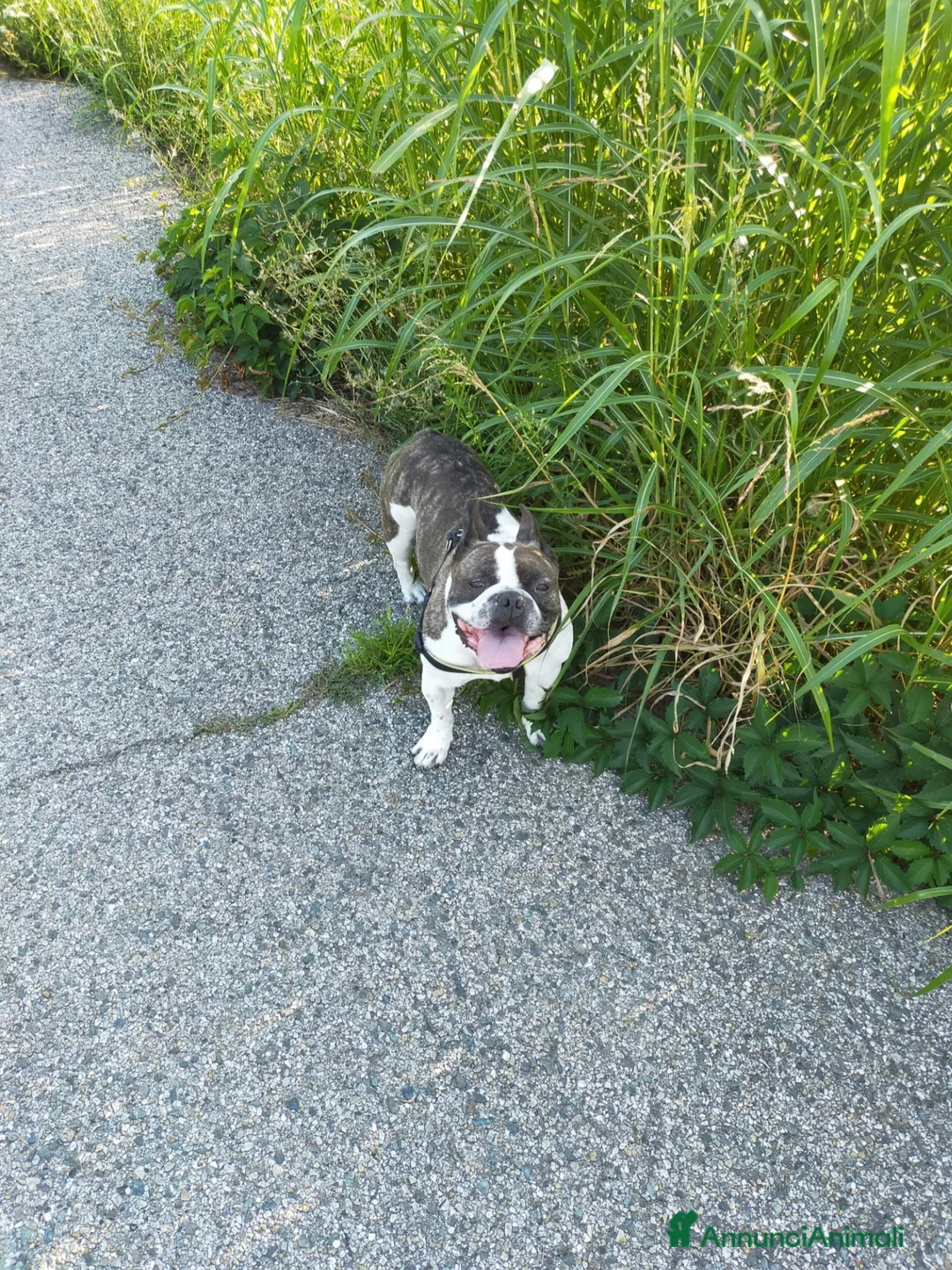 Bulldog Francese cani in regalo: Bull 11 anni regalo  a Città Metropolitana di Torino - Annuncio 2