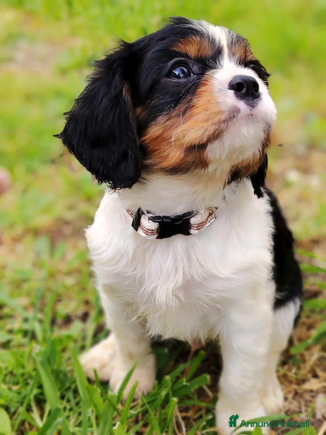 Cavalier King cani in vendita: Cavalier King - Annuncio 2