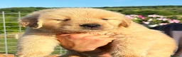 Golden Retriever cani in vendita: Golden Retriever  - Annuncio 2