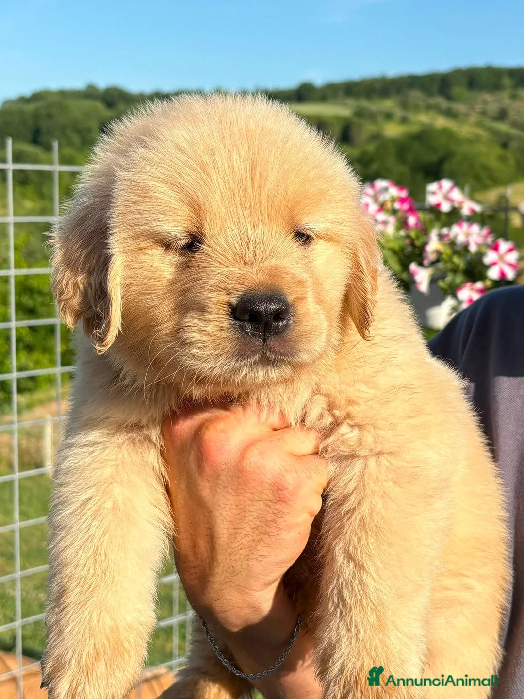 Golden Retriever cani in vendita: Golden Retriever  - Annuncio 2