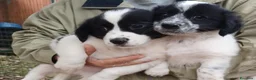 Meticcio cani in regalo: IL MORBIDO E DOLCE DUPLO a Città metropolitana di Roma Capitale - Annuncio 6