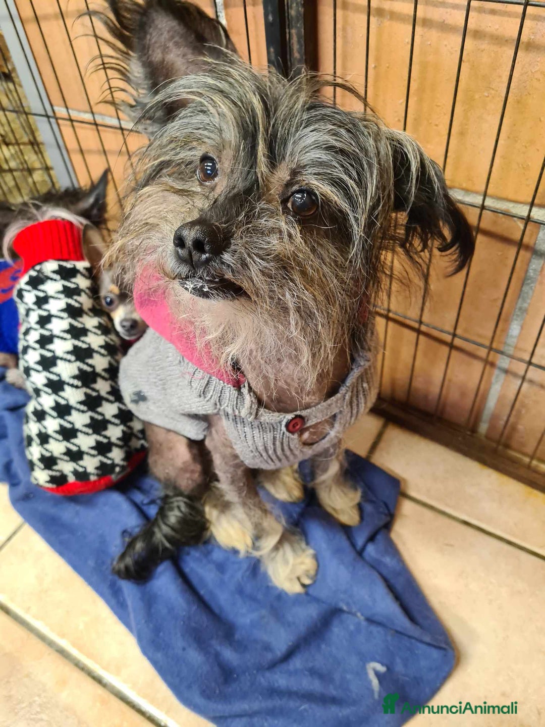 Altre razze cani in regalo: KIWI, simpaticissimo CANE NUDO CINESE. Tg piccola. - Annuncio 11