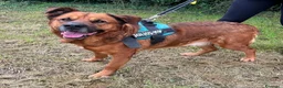 Meticcio cani in regalo: JONAS CANE MOLTO BUONO - Annuncio 1
