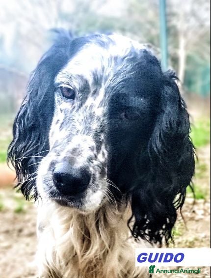 Setter Inglese cani GUIDO simpatico -ama correre! - Annuncio 3