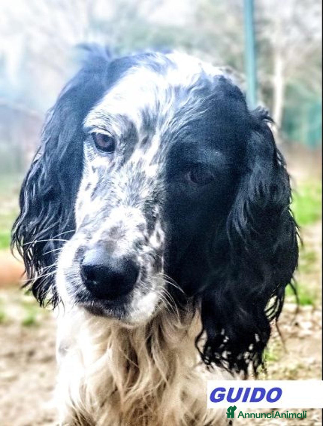 Setter Inglese cani in regalo: GUIDO simpatico -ama correre! - Annuncio 1