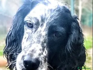 Setter Inglese cani GUIDO simpatico -ama correre! - Annuncio 4