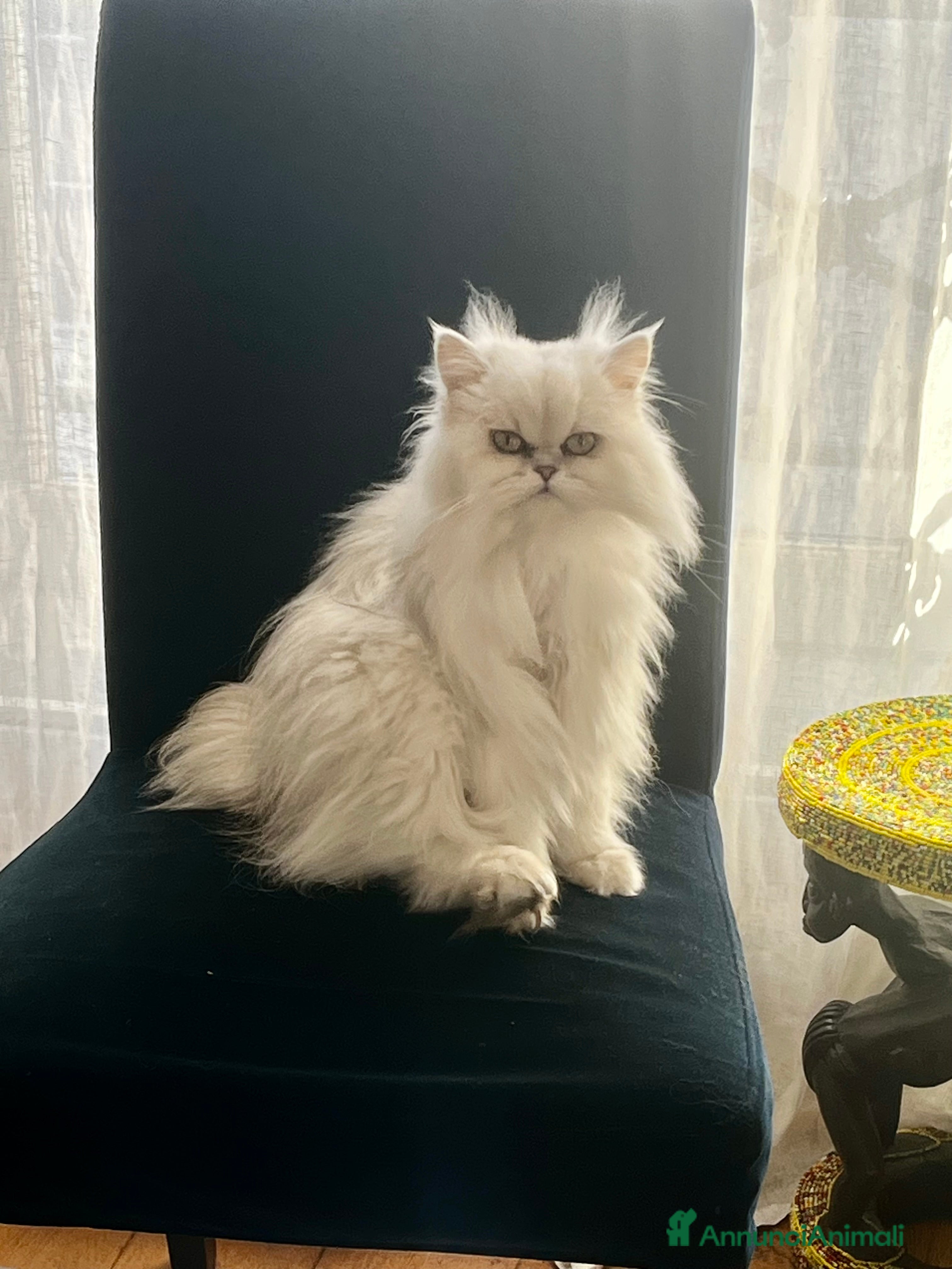 Persiano gatti Cerco maschio (Silver Shaded) per accopiamento  - Annuncio 2