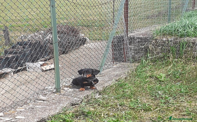 Bassotto cani a Città metropolitana di Roma Capitale - Annuncio 2