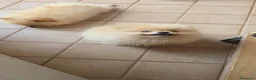 Volpino Pomerania cani in vendita: POMERANIA DUE FEMMINUCCE CREMA CON PEDIGREE - Annuncio 4