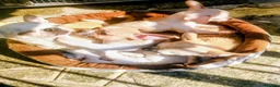 Chihuahua cani in vendita: Chihuahua - Annuncio 7