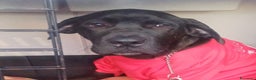 Cane Corso cani in regalo: ALBERTO CUCC. CORSO CERCA LA SUA FAMIGLIA - Annuncio 1