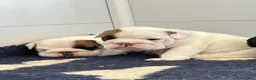 Bulldog cani in vendita: Meravigliosi cuccioli di bulldog - Annuncio 2